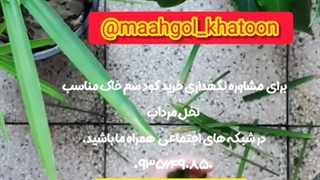 روش نحوه آموزش نکات طلایی نگهداری مراقبت پرورش نور رطوبت دما بهترین خاک کود سم تعویض گلدون گلدان محیط مناسب گل نخل مرداب