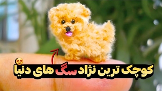 کوچک ترین نژاد سگ های موجود در دنیا