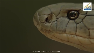 شاه کبرا، بزرگترین مار سمی جهان