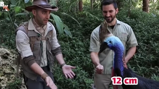 خطرناک ترین و کشنده ترین پرنده های جهان | قدرتمند ترین پرنده های شکاری که هیچ رحمی ندارند