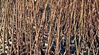 خرید نهال سیب گرنی اسمیت از شرکت فیدان نهال مهندس علی ارجمند