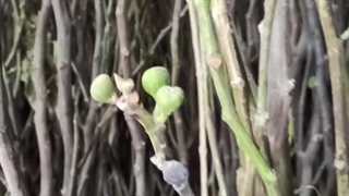 خرید نهال انجیر 09144811631