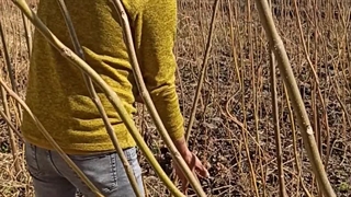 نهال زیتون تلخ 09144811631