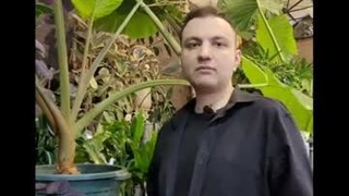 زرد شدن برگ بابا آدم