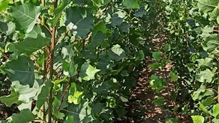 قلمه صنوبر نیگرا در نهالستان تک فیدان