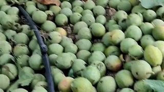 نهال گردو،قیمت نهال گردو در شرکت فیدان نهال مهندس علی ارجمند