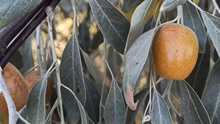 نهال سنجد حاج حسینی و قیمت آن 09144811631