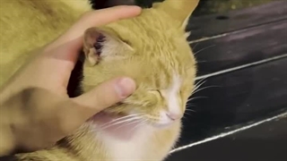 کاور سونگکوان با حضور مونبینی و سینگل ووزی برای کادو تولد پیشی کوچولو