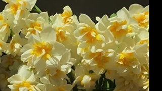 گل نرگس و زیبایی های آن