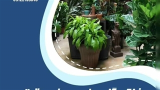 خاک گلدانمان را کی عوض کنیم ؟؟؟   (سورن بام)