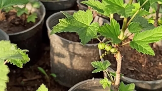 خرید و قیمت نهال انگور فرنگی وایت کارنت،ردکارنت و بلک کارنت