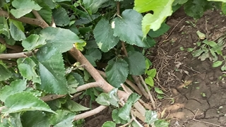 خرید و فروش نهال شاه توت در نهالستان مهندس علی ارجمند