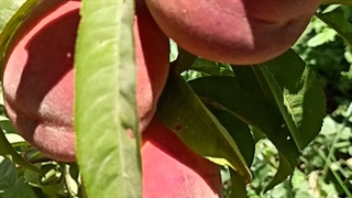 خرید نهال هلو کارتی،قیمت نهال هلو کارتی نهالستان تک فیدان