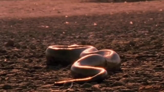 بزرگترین مار جهان