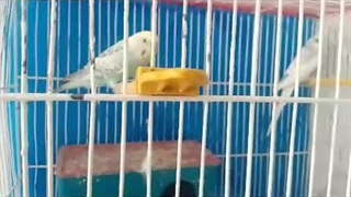 علی اکبرتیموری مرغ عشق صبح ۱۳ بهمن۱۴۰۲