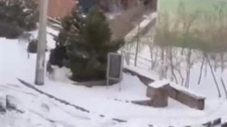 لحظه حمله سگ‌ها به یک خانم در زعفرانیه تبریز