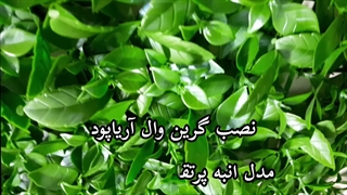 بهترین گرین وال آریاپود مدل اکوبا پرتقالی