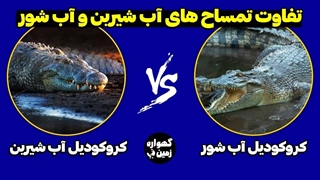 مقایسه ای بین کروکودیل آب شور و آب شیرین