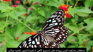 این گونه از پروانه فرزندش را میخورد!
