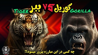 مبارزه بین گوریل و ببر: پیروز این میدان کدام یک است؟!
