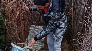 خرید و فروش نهال عناب پیوندی نهالستان تک فیدان