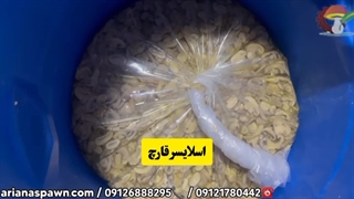اسلایسر قارچ