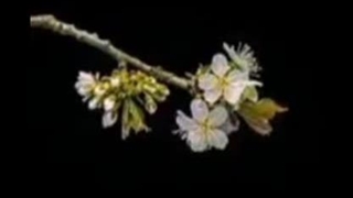 بمناسبت نیمه شعبان عاشقموشده ام مجنون مهدی عج