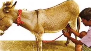 شیر خر طبیعی /09120750932