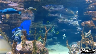 خطرناکترین موجودات دریایی