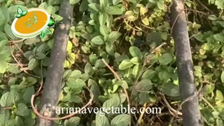 کشت گیاهان گلخانه ایی در تهران