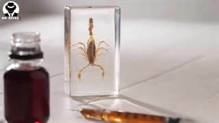 10 تا از سمی ترین حیوانات جهان ، 10 تا از جانواران خطرناک کره زمین