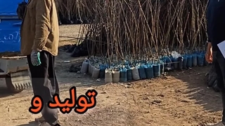 نهالستان مهندس علی ارجمند 09144811631