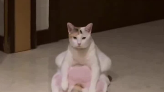 استیون رو میخوامش..!