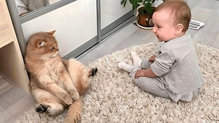 رابطه گربه ها و کودکان