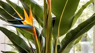 معرفی خرید قیمت عکس اسم انواع بهترین زیباترین  گل های گیاهان لوکس لاکچری گران شیک جذاب درختچه بزرگ آپارتمانی ثروتمندان طبیعی