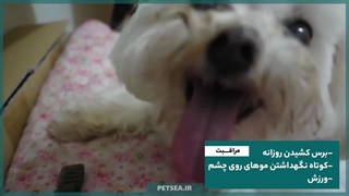 همه چیز درباره سگ شیتزو | سگ کوچولوی بانمک با قلبی بزرگ !