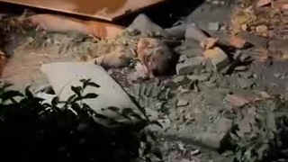 چطور دلتون آمد حروم....زاده ها :