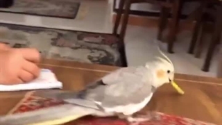 همه بهروزا عاشق مدادن: