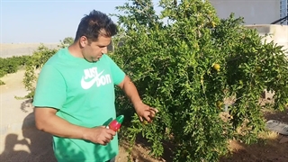 اعتماد آقای صابری به سم کرم گلوگاه انار بادرام تاج ( badramtaj ) در شهر صدرا